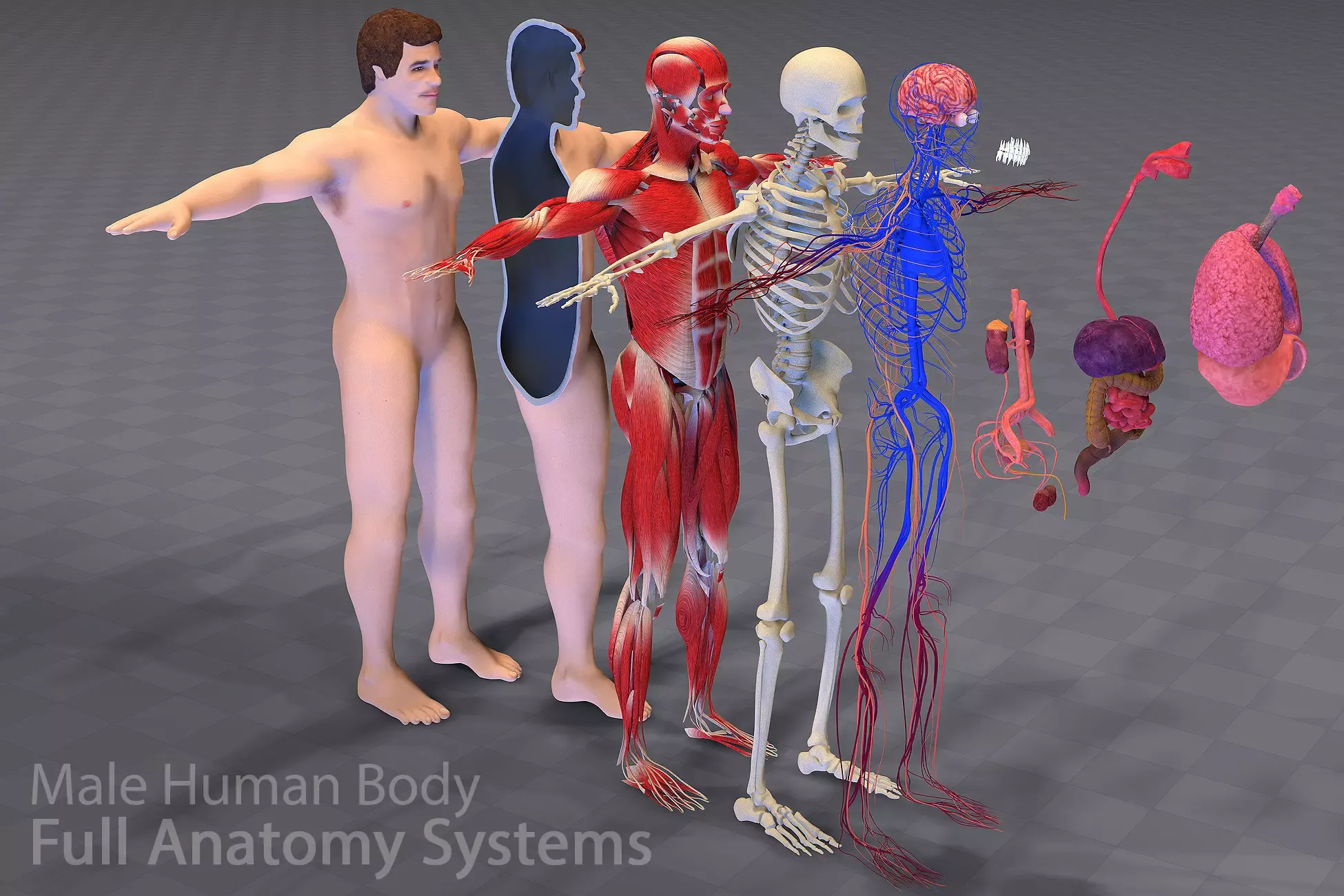 Human Body Anatomy Male