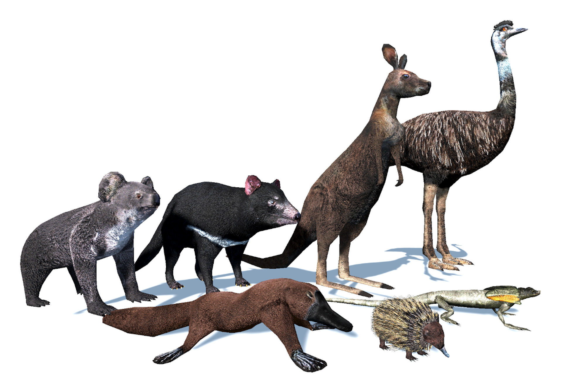Australia Animals Pack Low Poly V1 preview 2