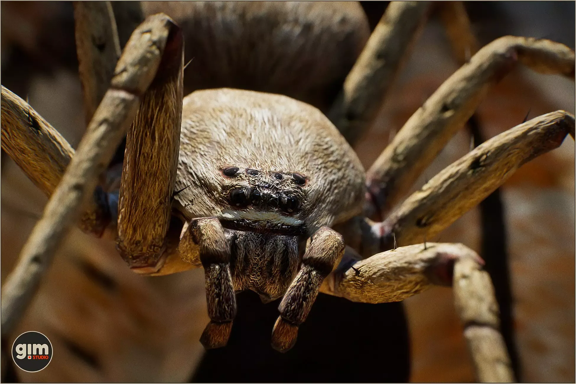 Animalia - Spider